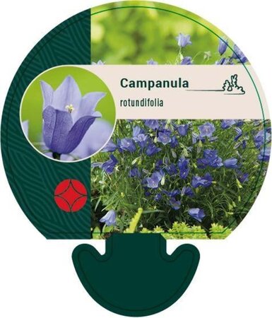 Campanula rotundifolia geen maat specificatie 0,55L/P9cm - afbeelding 6