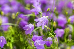 Campanula rotundifolia geen maat specificatie 0,55L/P9cm - afbeelding 3