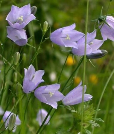 Campanula rotundifolia geen maat specificatie 0,55L/P9cm - afbeelding 5