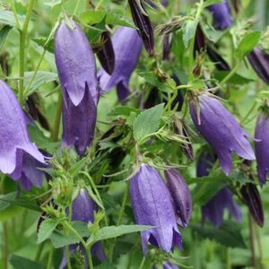 Campanula 'Sarastro' geen maat specificatie 0,55L/P9cm - afbeelding 1