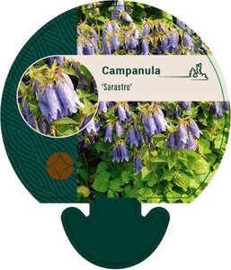 Campanula 'Sarastro' geen maat specificatie 0,55L/P9cm - afbeelding 2