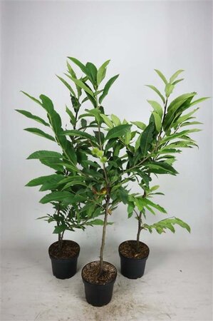 Castanea sativa 100-125 cm cont. 5,0L - afbeelding 2