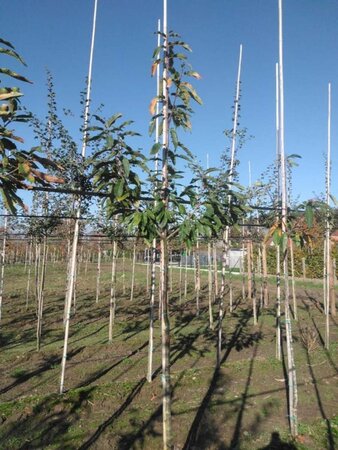 Castanea sativa 10-12 Hoogstam wortelgoed - afbeelding 7