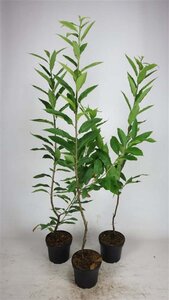 Castanea sativa 125-150 cm cont. 5,0L - afbeelding 1