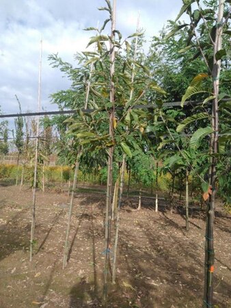 Castanea sativa 6-8 Hoogstam wortelgoed - afbeelding 4