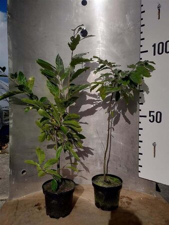 Castanea sativa 80-100 cm cont. 5,0L