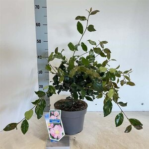 Camellia sas. 'Cleopatra' 30-40 cm cont. 3,0L