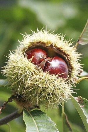 Castanea sat. 'Lyon' 10-12 STA BR - image 5