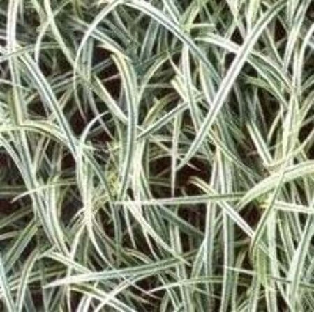 Carex 'Silver Sceptre' geen maat specificatie 0,55L/P9cm - afbeelding 3