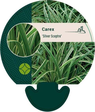 Carex 'Silver Sceptre' geen maat specificatie 0,55L/P9cm - afbeelding 2