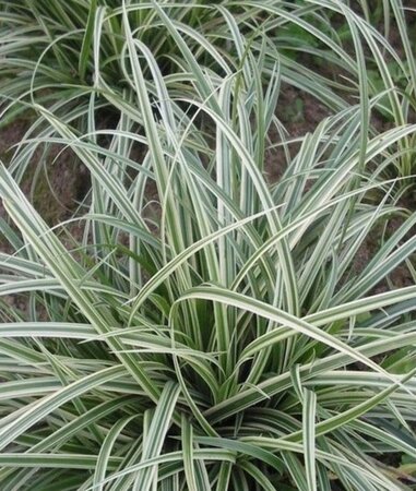 Carex 'Silver Sceptre' geen maat specificatie 0,55L/P9cm - afbeelding 1