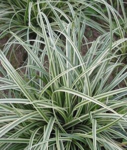 Carex 'Silver Sceptre' geen maat specificatie 0,55L/P9cm - afbeelding 1