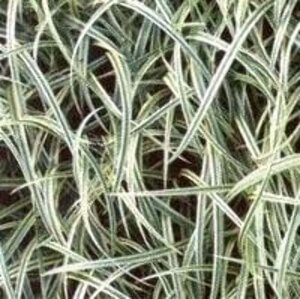 Carex 'Silver Sceptre' geen maat specificatie 0,55L/P9cm - image 3