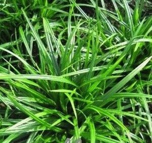 Carex sylvatica geen maat specificatie 0,55L/P9cm