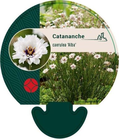 Catananche caerulea 'Alba' geen maat specificatie 0,55L/P9cm