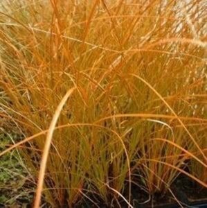 Carex testacea 'Prairie Fire' geen maat specificatie 0,55L/P9cm - afbeelding 5