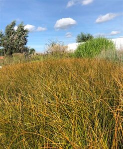 Carex testacea 'Prairie Fire' geen maat specificatie 0,55L/P9cm - afbeelding 1