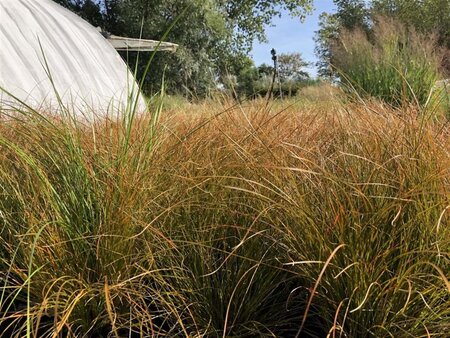 Carex testacea 'Prairie Fire' geen maat specificatie 0,55L/P9cm - afbeelding 2