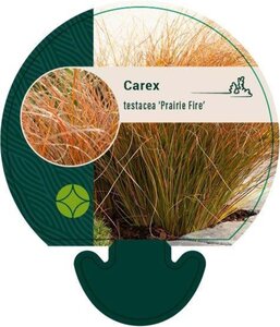 Carex testacea 'Prairie Fire' geen maat specificatie 0,55L/P9cm - afbeelding 6