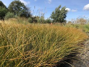 Carex testacea 'Prairie Fire' geen maat specificatie 0,55L/P9cm - afbeelding 4