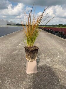 Carex testacea 'Prairie Fire' geen maat specificatie 0,55L/P9cm - afbeelding 7