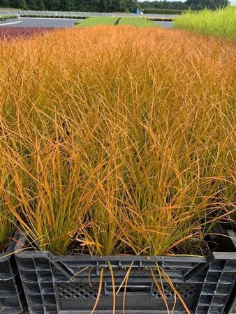 Carex testacea 'Prairie Fire' geen maat specificatie 0,55L/P9cm - afbeelding 8