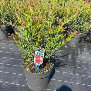 Callistemon vimin. Inferno 60-80 cm cont. 15L