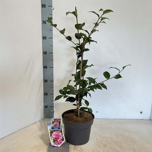 Camellia x  williamsii  'Debbie' ROZE 30-40 cm cont. 3,0L - afbeelding 2