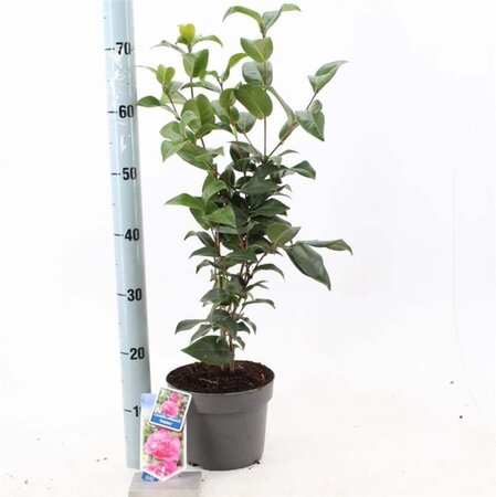 Camellia x  williamsii  'Debbie' ROZE 30-40 cm cont. 3,0L - afbeelding 3