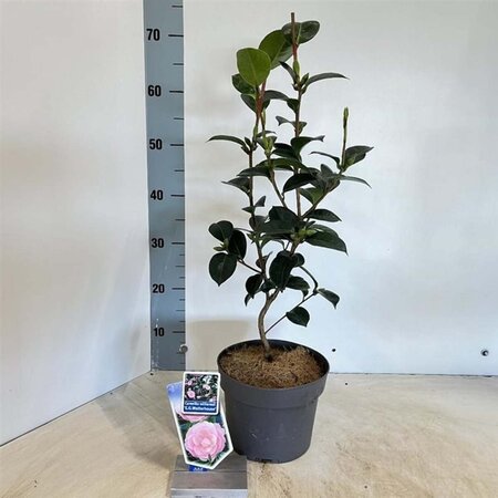 Camellia wil. 'E.G. Waterhouse' 30-40 cm cont. 3,0L