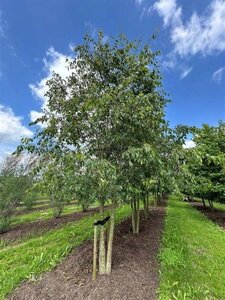 Celtis australis 600-700 cm draadkluit meerstammig - afbeelding 1