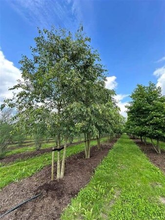 Celtis australis 600-700 cm draadkluit meerstammig - afbeelding 2