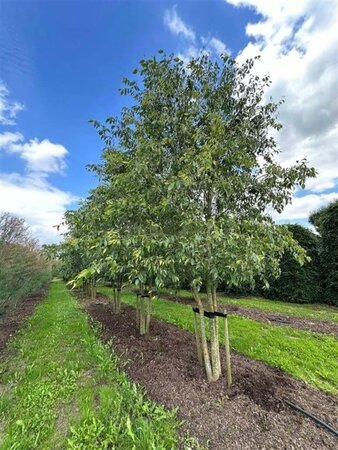 Celtis australis 600-700 cm draadkluit meerstammig - afbeelding 3