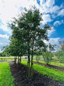 Celtis australis 600-700 cm draadkluit meerstammig - afbeelding 4