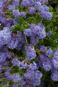 Ceanothus 'Blue Diamond' 30-40 cm cont. 3,0L - afbeelding 2