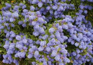 Ceanothus 'Blue Mound' 30-40 cm cont. 3,0L