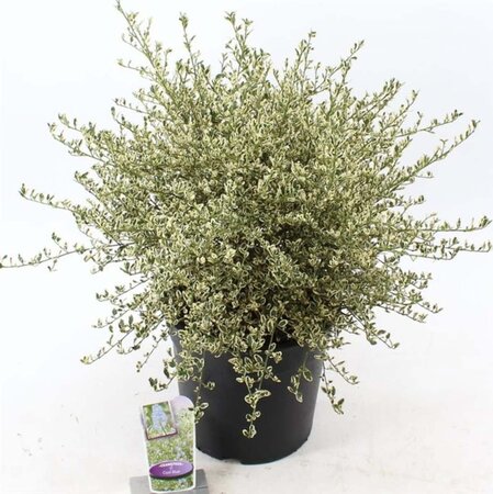 Ceanothus Cool Blue 40-50 cm cont. 10L