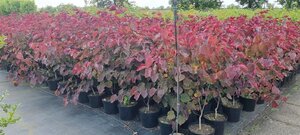 Cercis can. 'Forest Pansy' 100-125 cm cont. 10L - afbeelding 1