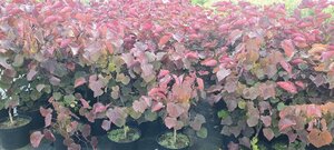 Cercis can. 'Forest Pansy' 100-125 cm cont. 10L - afbeelding 2