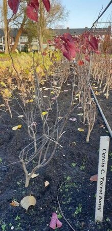 Cercis can. 'Forest Pansy' 100-125 cm met kluit