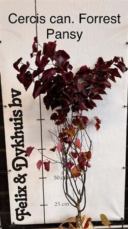 Cercis can. 'Forest Pansy' 150-175 cm met kluit - afbeelding 2