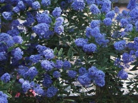 Ceanothus 'Concha' 30-40 cm cont. 3,0L - afbeelding 1