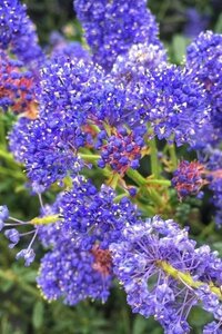 Ceanothus 'Concha' 30-40 cm cont. 3,0L - afbeelding 2