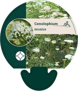 Cenolophium denudatum geen maat specificatie 0,55L/P9cm