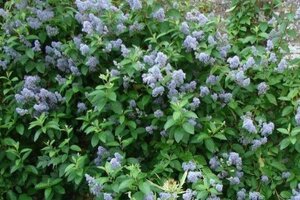 Ceanothus del. 'Gloire de Versaille geen maat specificatie cont. 2,0L - afbeelding 2