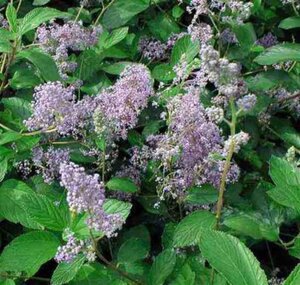 Ceanothus del. 'Gloire de Versaille geen maat specificatie cont. 2,0L - afbeelding 3