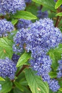 Ceanothus del. 'Henri Défossé' geen maat specificatie cont. 3,0L - afbeelding 1