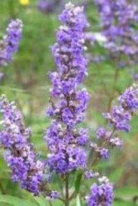 Ceanothus del. 'Henri Défossé' geen maat specificatie cont. 3,0L - afbeelding 2