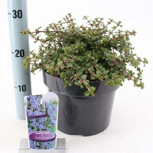 Ceanothus 'Emily Brown' 30-40 cm cont. 5,0L - afbeelding 3