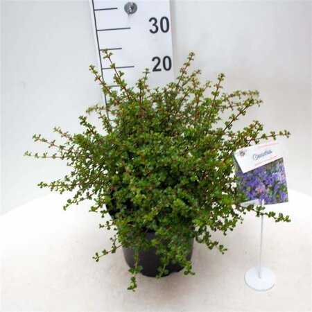 Ceanothus 'Emily Brown' 30-40 cm cont. 5,0L - afbeelding 4